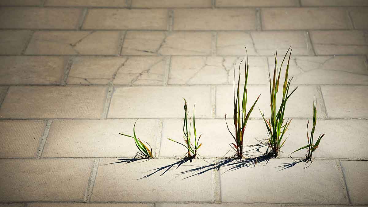 Weed Growing in patio