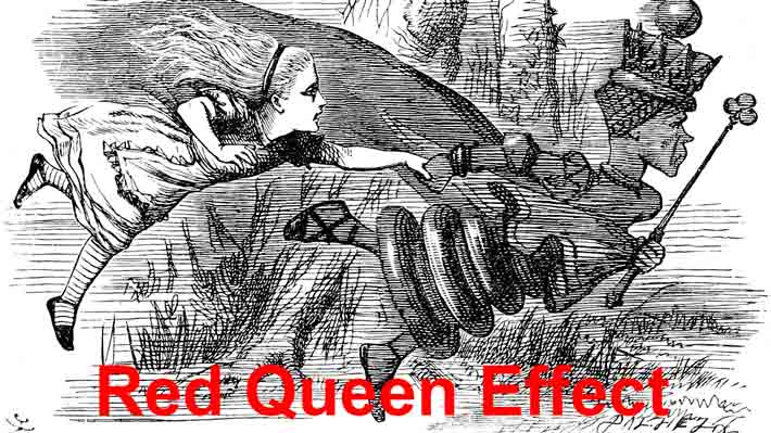 Are you the Red Queen Effect? - AIM Institute