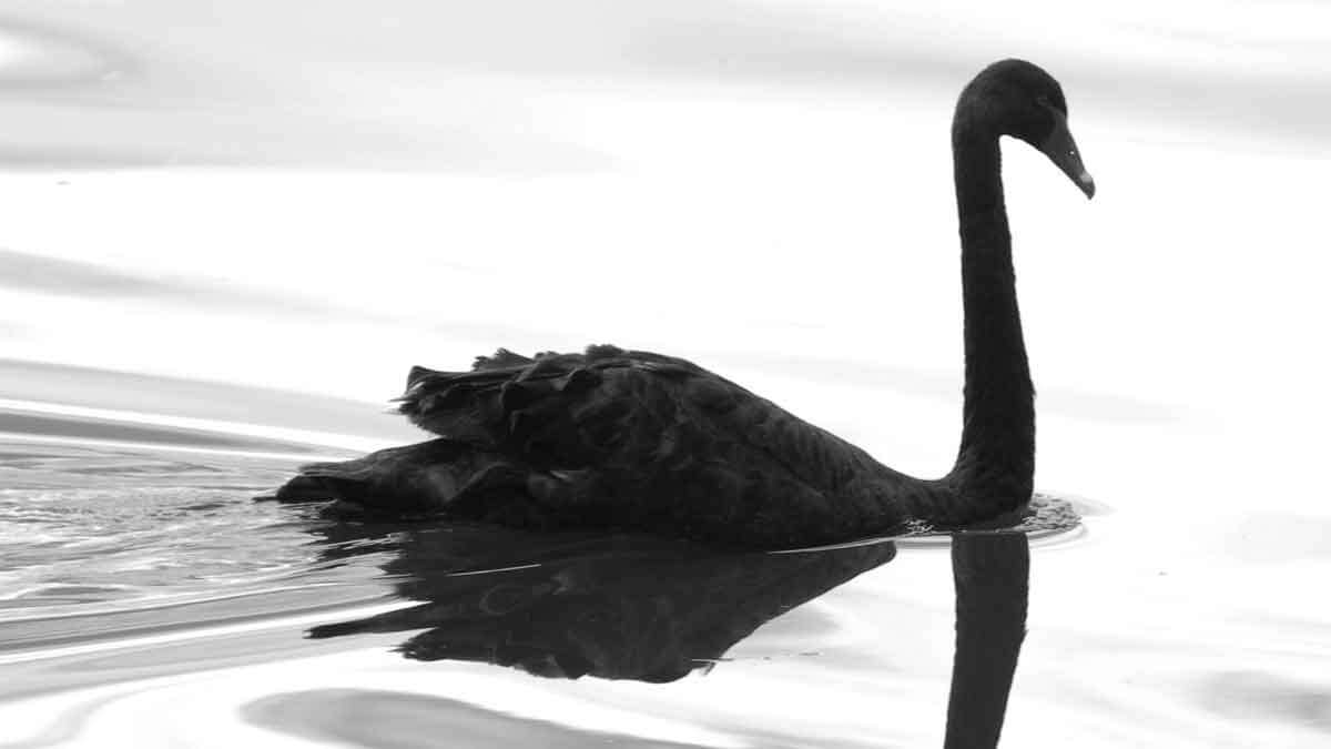 305-Black-swan